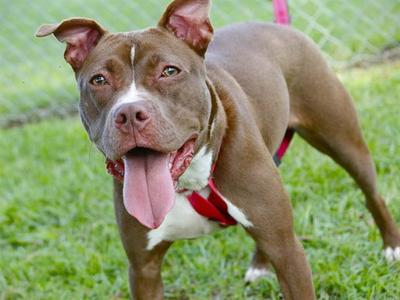 ATHENA, American Pit Bull Terrier, young, available for adoption