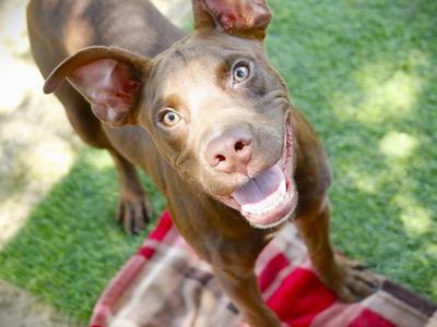 CORN DOG, Labrador Retriever, young, available for adoption
