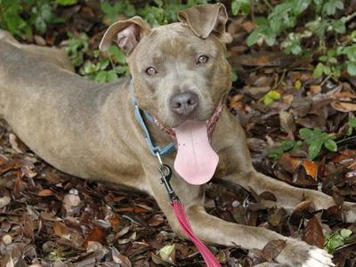 BERLIN, American Staffordshire Terrier, young, available for adoption