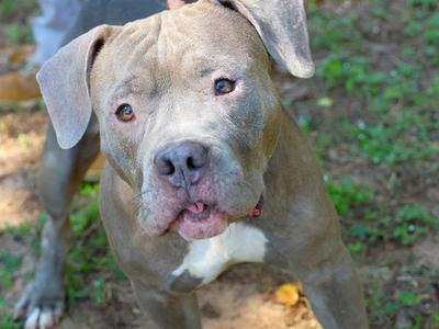 A gray pit bull with a white chest and a slightly open mouth, standing outdoors on a patch of dirt and grass.