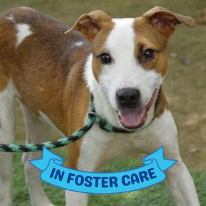 BUZZ LIGHTYEAR, Treeing Walker Coonhound / Australian Cattle Dog/Blue Heeler, young, available for adoption