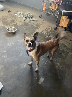 BOBBY, Chihuahua, adult, available for adoption