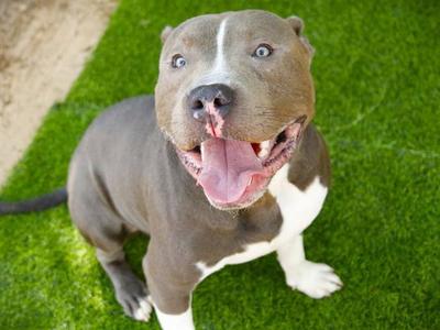 BLEU, American Staffordshire Terrier, young, available for adoption