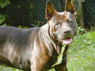 ARTIS, German Shepherd Dog / American Staffordshire Terrier, adult, available for adoption