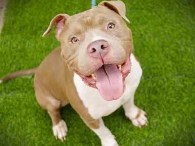 BLAZE, American Staffordshire Terrier, adult, available for adoption