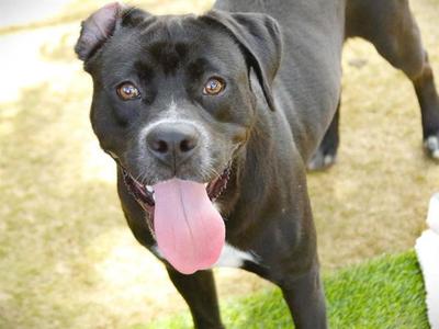 BOONE, Labrador Retriever / American Staffordshire Terrier, young, available for adoption
