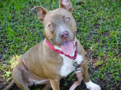 ALANA, American Staffordshire Terrier, young, available for adoption