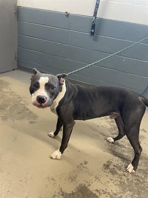 A black and white dog standing on a concrete floor with a leash attached to its collar.