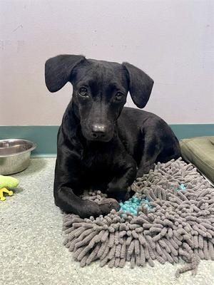 ANNIE, Dachshund, adult, available for adoption