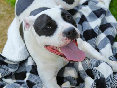 ANDI, Staffordshire Bull Terrier, adult, available for adoption