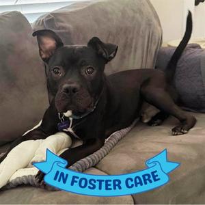 BUTCH, American Staffordshire Terrier, adult, available for adoption