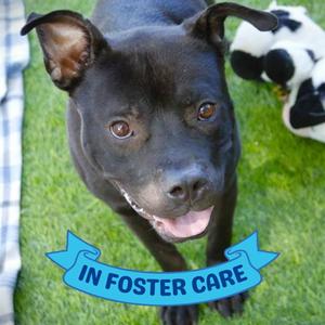 BUTCH, American Staffordshire Terrier, adult, available for adoption