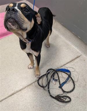 BILL, American Pit Bull Terrier, adult, available for adoption