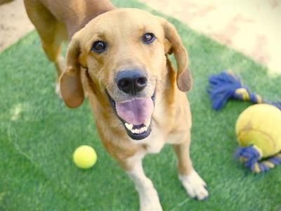 A happy brown dog with floppy ears standing on green grass, looking up with its mouth open and tongue out, next to a yellow tennis ball and a blue rope toy.