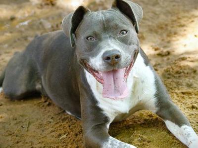 BELLA, American Staffordshire Terrier, adult, available for adoption