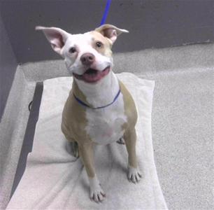 A brown and white dog with a blue collar, sitting on a white towel in a room.