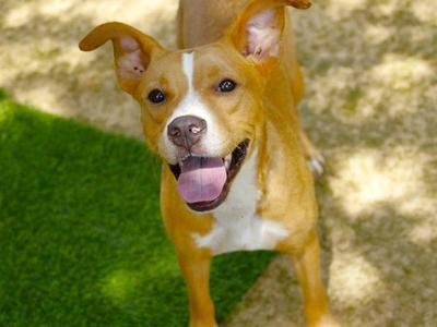 ANGEL, American Pit Bull Terrier, young, available for adoption