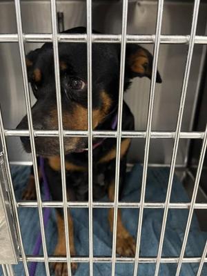 AURORA, Rottweiler, senior, available for adoption