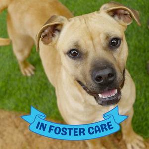 DALE, Black Mouth Cur, young, available for adoption