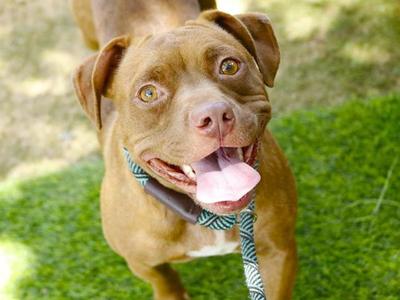 COCO, American Pit Bull Terrier, adult, available for adoption