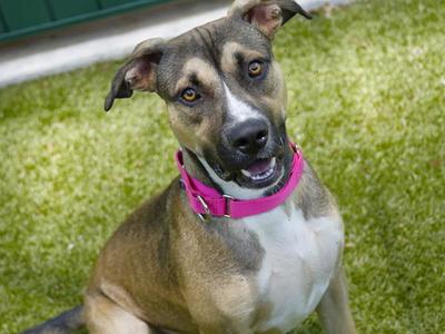 BOO, American Pit Bull Terrier / Akita, young, available for adoption
