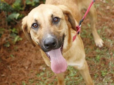 COOPER, Black Mouth Cur / Bloodhound, adult, available for adoption