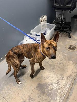 BLITZ, Dutch Shepherd, young, available for adoption