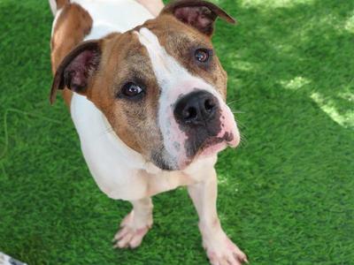 BENJI, American Staffordshire Terrier, adult, available for adoption