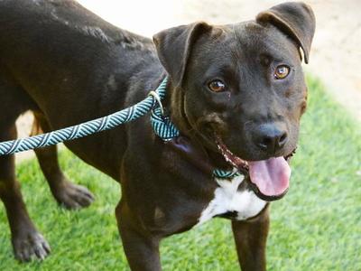 CANYON, Labrador Retriever, adult, available for adoption