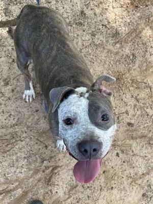 A brown and white dog with a black nose and tongue out, standing on a sandy surface.