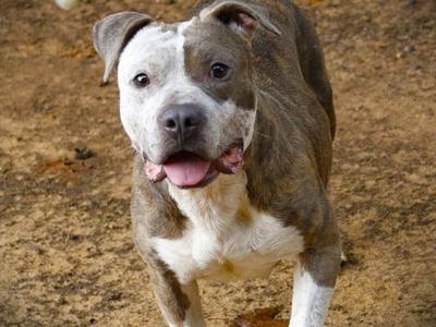 BAKER, American Staffordshire Terrier, adult, available for adoption