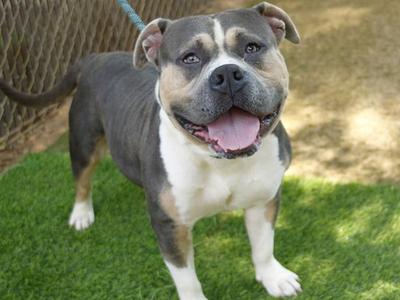 BUGSY, American Staffordshire Terrier, adult, available for adoption
