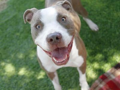 COTTON CANDY, American Pit Bull Terrier, adult, available for adoption