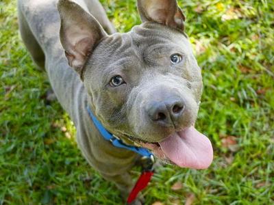ARIES, American Staffordshire Terrier, adult, available for adoption