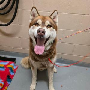 Unknown, Husky, Siberian, adult, available for adoption