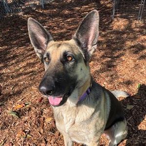 Chloe, Shepherd, German, adult, available for adoption