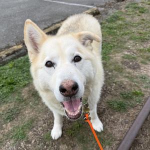 A white dog with pointed ears and a pink nose is looking up at the camera with its mouth open, revealing its teeth. The dog is on a leash and standing on a grassy area with a paved surface in the background.