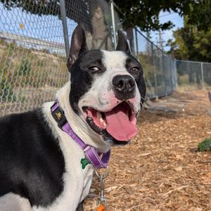 Thackery, Terrier, American Pit Bull, adult, available for adoption