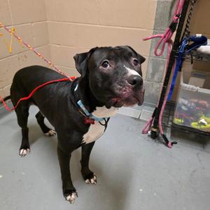 Edward, Mixed Breed (Large), adult, available for adoption