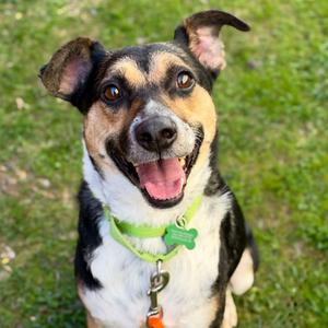 Tomas, Cattle Dog, adult, available for adoption