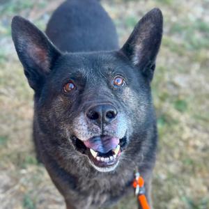 A close-up of a black dog with brown eyes and a happy expression, wearing an orange collar.