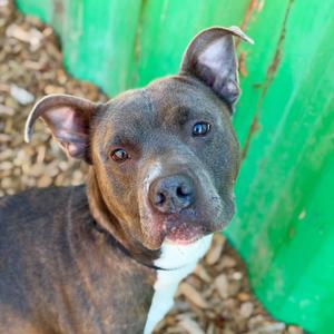 Darrius, Terrier, Pit Bull, adult, available for adoption