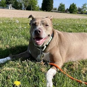 Koko, Terrier, American Pit Bull, adult, available for adoption