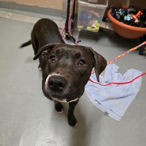 Shadow, Terrier, American Pit Bull, adult, available for adoption