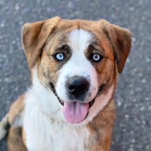 A brown and white dog with blue eyes looking up at the camera with its tongue out.