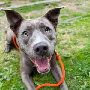 Sailor Moon, Terrier, American Pit Bull, adult, available for adoption