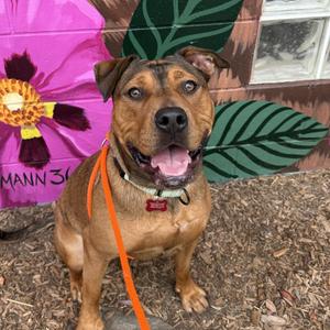 Annabell, Terrier, American Pit Bull, adult, available for adoption