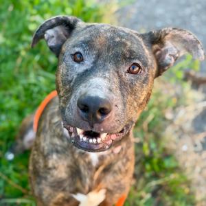 Solana Imani, Terrier, Pit Bull, adult, available for adoption