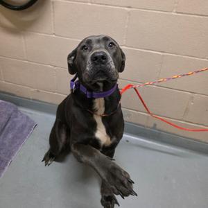 A black dog with a white patch on its chest is sitting on a gray floor, wearing a purple collar and a red leash. The dog is looking up with its paw raised. The background is a beige wall.