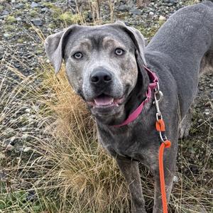 A gray dog with a pink collar and an orange leash standing in a grassy area.